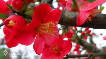 小鱼海棠最新爆料,揭秘神秘世界，探寻奇幻之旅  第3张